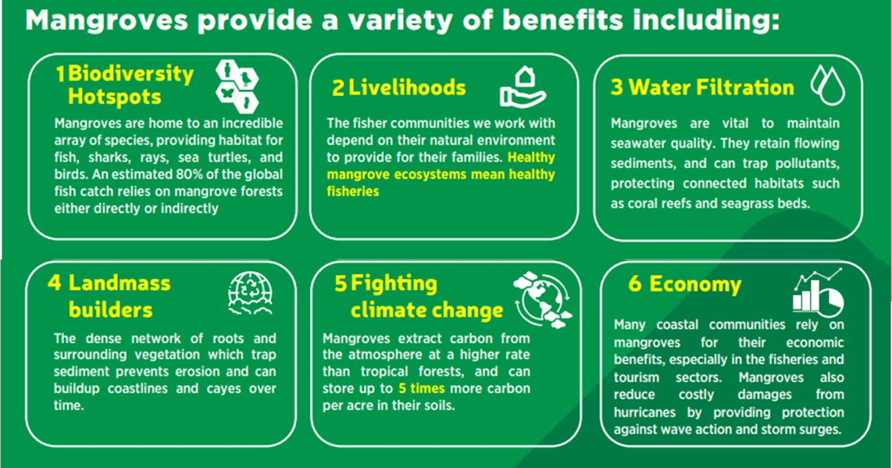 Significance_ of _Mangroves